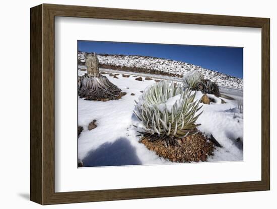 Hawaii silversword covered by an unusual snowfall, Hawaii-David Fleetham-Framed Photographic Print