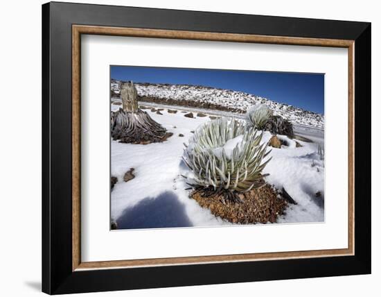 Hawaii silversword covered by an unusual snowfall, Hawaii-David Fleetham-Framed Photographic Print