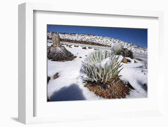 Hawaii silversword covered by an unusual snowfall, Hawaii-David Fleetham-Framed Photographic Print