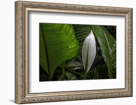 Hawaii-Art Wolfe-Framed Photographic Print