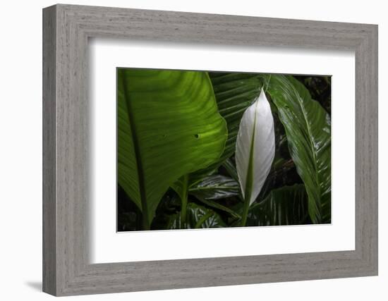 Hawaii-Art Wolfe-Framed Photographic Print