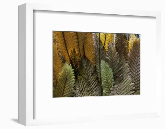 Hawaii-Art Wolfe-Framed Photographic Print