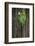 Hawaii-Art Wolfe-Framed Photographic Print