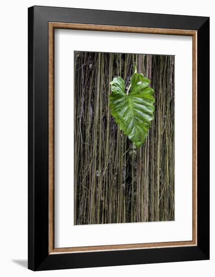 Hawaii-Art Wolfe-Framed Photographic Print