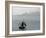 Hawaiian Chieftan, Tallship Saling on the San Francisco Bay, c.2007-Eric Risberg-Framed Photographic Print