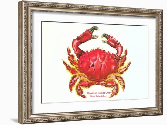 Hawaiian Crab-null-Framed Art Print