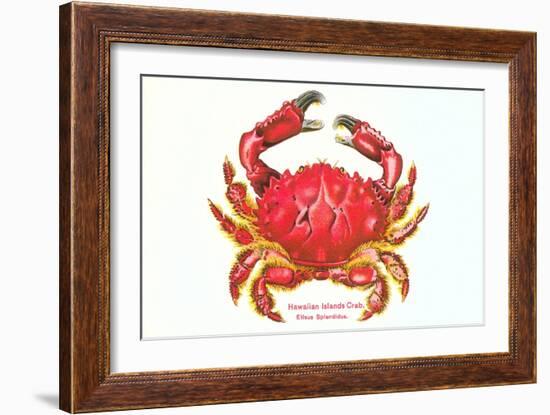 Hawaiian Crab-null-Framed Art Print