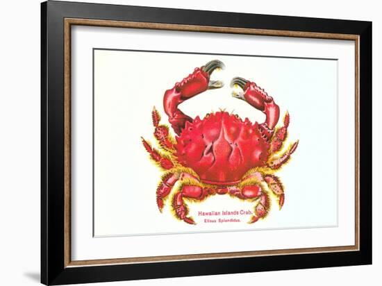 Hawaiian Crab-null-Framed Art Print