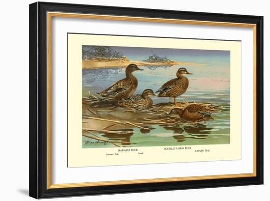 Hawaiian Duck and Oustalet's Gray Duck-Allan Brooks-Framed Art Print