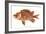 Hawaiian Fish, Alaihi-null-Framed Art Print