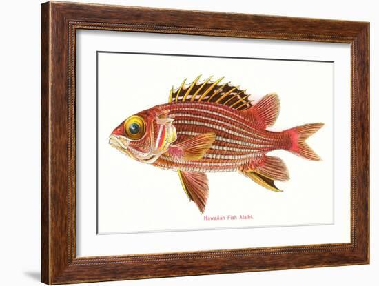 Hawaiian Fish, Alaihi-null-Framed Art Print
