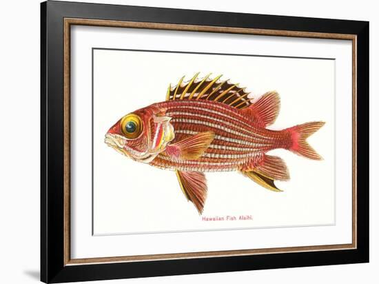 Hawaiian Fish, Alaihi-null-Framed Art Print