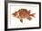 Hawaiian Fish, Alaihi-null-Framed Art Print