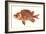 Hawaiian Fish, Alaihi-null-Framed Art Print