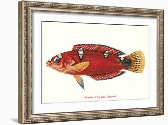 Hawaiian Fish Julis Greenovii-null-Framed Art Print