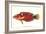 Hawaiian Fish Julis Greenovii-null-Framed Art Print