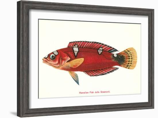 Hawaiian Fish Julis Greenovii-null-Framed Art Print