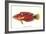 Hawaiian Fish Julis Greenovii-null-Framed Art Print