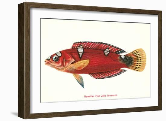 Hawaiian Fish Julis Greenovii-null-Framed Art Print