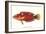 Hawaiian Fish Julis Greenovii-null-Framed Art Print