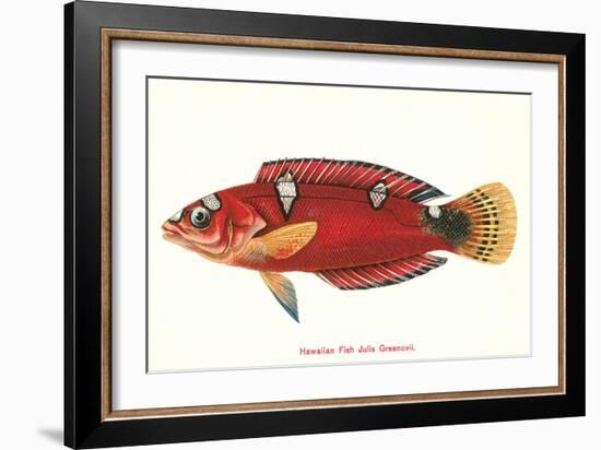 Hawaiian Fish Julis Greenovii-null-Framed Art Print