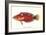 Hawaiian Fish Julis Greenovii-null-Framed Art Print