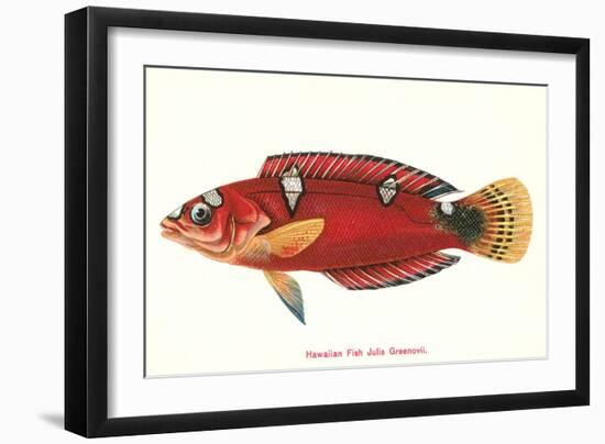 Hawaiian Fish Julis Greenovii-null-Framed Art Print