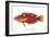 Hawaiian Fish Julis Greenovii-null-Framed Art Print