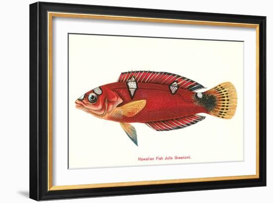 Hawaiian Fish Julis Greenovii-null-Framed Art Print