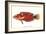 Hawaiian Fish Julis Greenovii-null-Framed Art Print