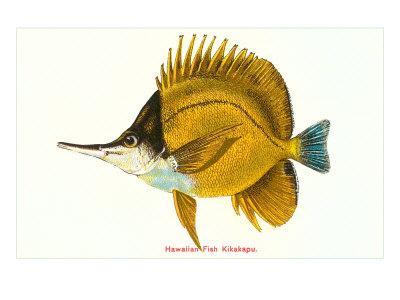 hawaiian fish