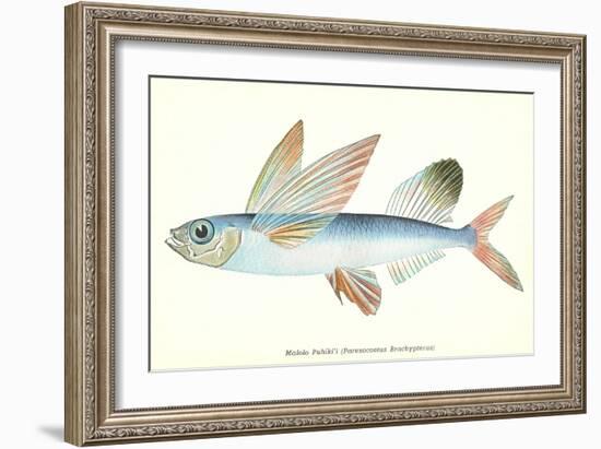 Hawaiian Fish, Malolo Puhiki'i-null-Framed Art Print