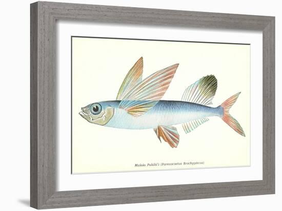 Hawaiian Fish, Malolo Puhiki'i-null-Framed Art Print