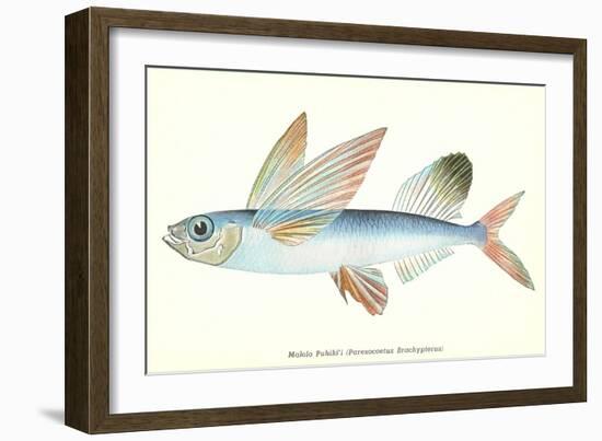 Hawaiian Fish, Malolo Puhiki'i-null-Framed Art Print