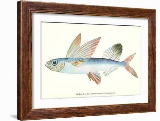 Hawaiian Fish, Malolo Puhiki'i-null-Framed Art Print