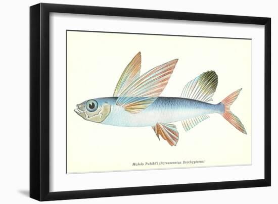 Hawaiian Fish, Malolo Puhiki'i-null-Framed Art Print