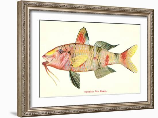 Hawaiian Fish, Moano-null-Framed Art Print