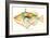 Hawaiian Fish, Nakunuku-null-Framed Art Print