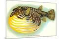 Premium Giclee Print