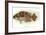 Hawaiian Fish, Pou-null-Framed Art Print
