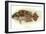 Hawaiian Fish, Pou-null-Framed Art Print