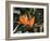 Hawaiian Flora: Bird of Paradise, Member of the Banana Family-Eliot Elisofon-Framed Photographic Print