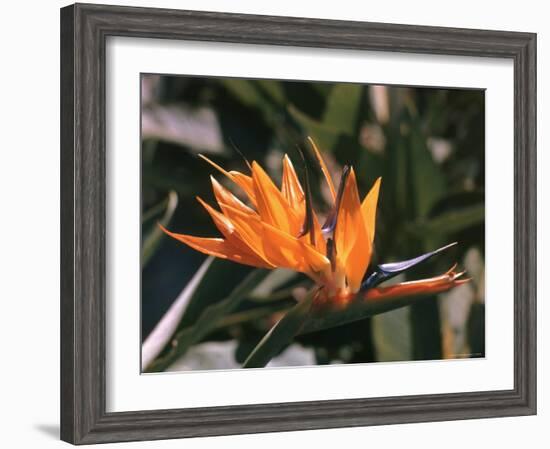 Hawaiian Flora: Bird of Paradise, Member of the Banana Family-Eliot Elisofon-Framed Photographic Print