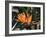 Hawaiian Flora: Bird of Paradise, Member of the Banana Family-Eliot Elisofon-Framed Photographic Print