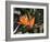 Hawaiian Flora: Bird of Paradise, Member of the Banana Family-Eliot Elisofon-Framed Photographic Print