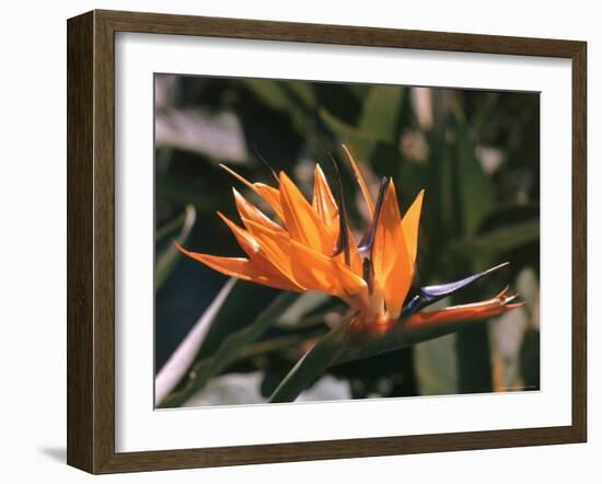 Hawaiian Flora: Bird of Paradise, Member of the Banana Family-Eliot Elisofon-Framed Photographic Print