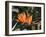 Hawaiian Flora: Bird of Paradise, Member of the Banana Family-Eliot Elisofon-Framed Photographic Print