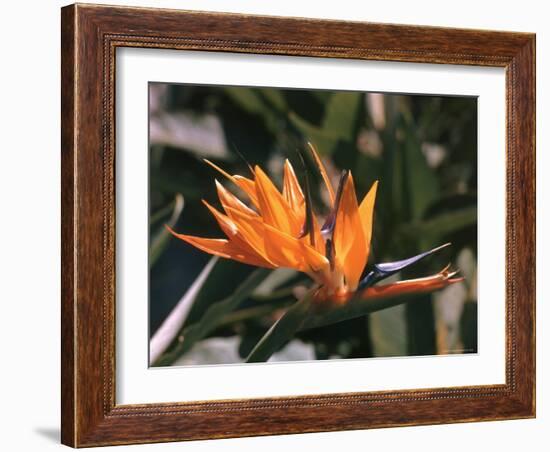 Hawaiian Flora: Bird of Paradise, Member of the Banana Family-Eliot Elisofon-Framed Photographic Print