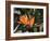 Hawaiian Flora: Bird of Paradise, Member of the Banana Family-Eliot Elisofon-Framed Photographic Print