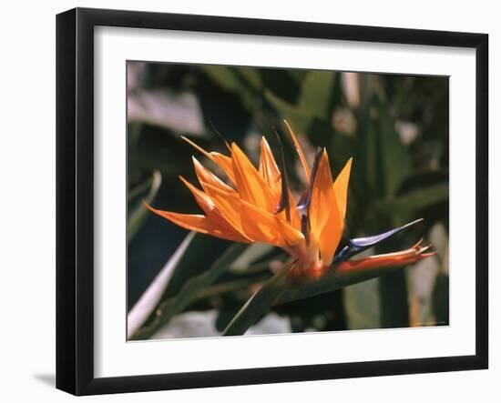 Hawaiian Flora: Bird of Paradise, Member of the Banana Family-Eliot Elisofon-Framed Photographic Print